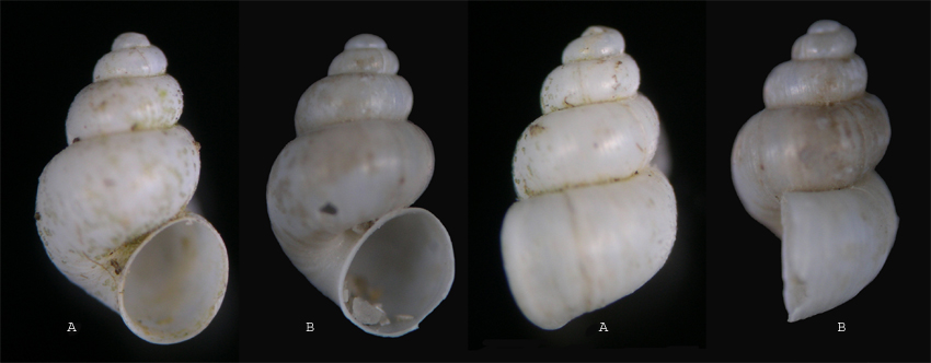 Avenionia ligustica  dalla prov. di RE